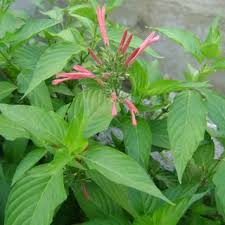 Image result for Justicia incana