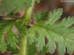Image result for Ficalhoa laurifolia