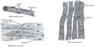 They contain special proteins called contractile proteins, which contract and relax to cause movement in the body. Smooth Muscle Diagram Class 9th Tissues Class 9 Important Questions Science Chapter 6 Smooth Muscle Is A Type Of Tissue Found In The Walls Of Hollow Organs Such As The