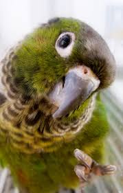 Conure Bird Bath For Cage Black Capped Conure Available Now At Thefinchfarm Com Conure Parrots Conure Pet Bird Cage