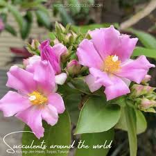 Image result for Pereskia