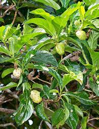 Image result for Morinda