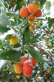 Name Of The Fruit Fruit Garden Fruit Trees Beautiful Fruits
