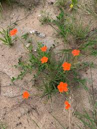 Image result for Tricliceras longepedunculatum