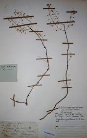 Image result for Coleus gracillimus