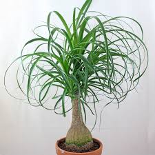 Image result for Beaucarnea recurvata