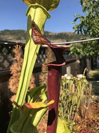 Image result for Pearsonia flava