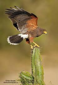 Northern Harrier Michigan Birds Of Prey Harris S Hawk With Images Birds Nature Birds Arizona Birds