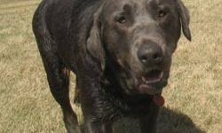 Look at pictures of puppies in boston who need a home. Silver Charcoal Lab Labrador Retriever Puppies For Sale For Sale In Lethbridge Alberta Your Pet For Sale