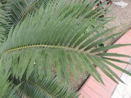 Image result for Encephalartos lebomboensis