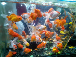 Ikan komet jenis ikan hias air tawar aquarium terindah gambar ikan komet. Peran Aerator Untuk Ikan Hias Di Dalam Aquarium Ternakpedia