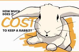 One annual deductible · ages 7 weeks & up · payment plan options The Cost Of Keeping A Pet Rabbit