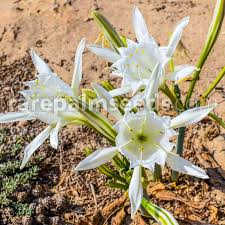 Image result for Argyrolobium fischeri