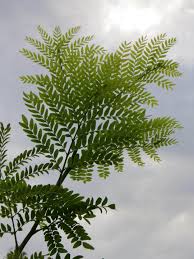 Image result for Gleditsia triacanthos