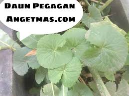 Check spelling or type a new query. Jual Daun Pegagan Kering Serbuk Daun Pegagan Dan Bibit Daun Pegagan Home Facebook