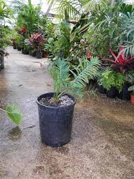 Image result for Encephalartos munchii