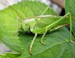 Live crickets are a staple in the diet of bearded dragons. Live Crickets Outsourcing Marketing