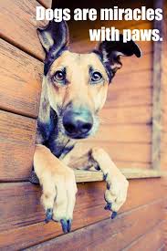 From Your Friends At Phoenix Dog In Home Dog Training K9katelynn See More About Scottsdale Dog Training At K9kately Dog Quotes Dog Love Cute Animals