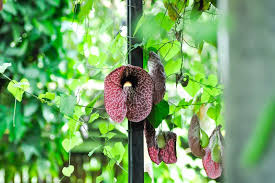 Image result for Aristolochia ringens