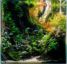 2019 Aga Aquascaping Contest 702 In 2020 Aquascape Aquascape Aquarium Amazing Aquariums