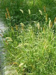 Image result for Setaria kagerensis