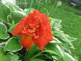 Image result for Hemerocallis `Moses Fire`