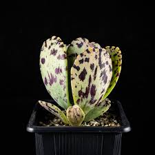 Image result for Kalanchoe marmorata