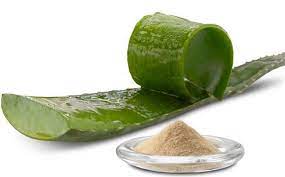Aloe Vera Faydalari Aloe Sac Sac Ve Guzellik