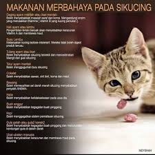 Dalam awal tahun ni.my son (age 1+) kena sawan tarik tu. Photos At Eishan S Cat Hotel Taman Malaysia