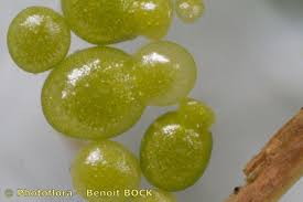 Image result for Wolffia arrhiza