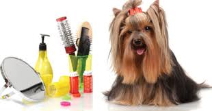 Maybe you would like to learn more about one of these? Cooldogspa Otro Sitio Realizado Con Wordpress