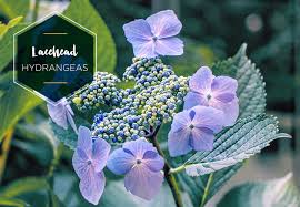 Types Of Hydrangeas A Visual Guide Ftd Com