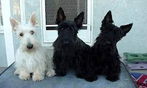 Pin On All Things Scottie