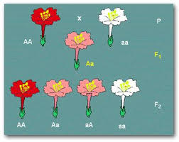 The alleles that always appear as a characteristic and are present are known as dominant alleles, and those that are hidden by the dominant alleles are called recessive alleles. The Crossing Of A Red Flowered Plant And A White Flowered Plant Produces All The Offspring With Pink Flowers This Cross Illustrates