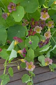 Image result for Tropaeolum majus