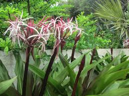 I have mine planted in full sun in coastal area of huntington beach, ca. Garden Notes From Hawaii Hawaii Spider Lily Crinum Asiaticum Crinum Augustim