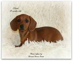 Search both national and local ads of puppies & dog breeders from the comfort of your own home. 4 Dachshund Puppies For Sale For Sale In Killeen Texas Classified Americanlisted Com