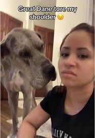 Great Dane Knocks over Owner