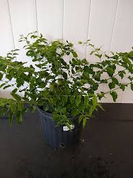 Image result for Jasminum multiflorum