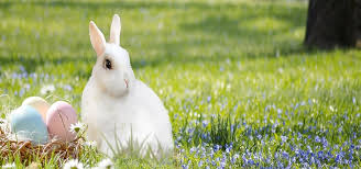 Calendrier Lunaire Du Mois De Avril 2018 Lapin De Paques Bebes Lapins Animaux