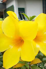 Yellow Allamanda Flowers On The Tree Golden Alamanda Tanaman Bunga Gambar