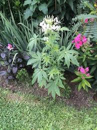 Image result for Cleomaceae