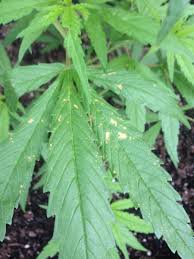 To prevent it, apply a fertilizer that has magnesium. Leaves Curling Showing Rust Spots Grasscity Forums The 1 Marijuana Community Online