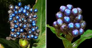 Image result for Pollia condensata