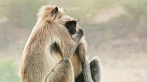 Happy animals animals and pets funny animals cute animals smiling animals wild animals laughing animals animals images photos of animals. Best Of Wild Animals Caught On Spy Cam Bbc Earth Youtube