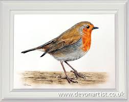 Birds In My Area Now This Little Robin Features In One Of My Real Time Videos And Also A Pdf In Fact The Whole Video Is Availabl Bird Art Birds Painting