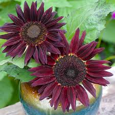 Biji bunga matahari yang digunakan adalah biji bunga matahari jenis hopi black dye atau royal hybrid. Win S Blog Jenis Jenis Bunga Matahari