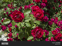 Our floral photography provides you with a diverse variety of flowers ranging from beautiful red roses to colorful tulips to graceful orchids. Rose Tree Most Image Photo Free Trial Bigstock