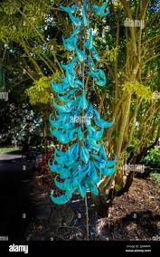 Image result for Strongylodon macrobotrys