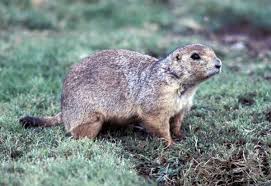 Resultado de imagen de fotos de animales en peligro de extinción
